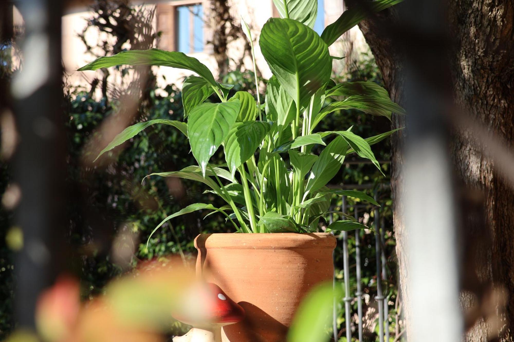 Aurelia Maison Verona Bagian luar foto